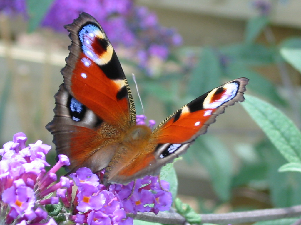 Title text of the image Alternative text of the image